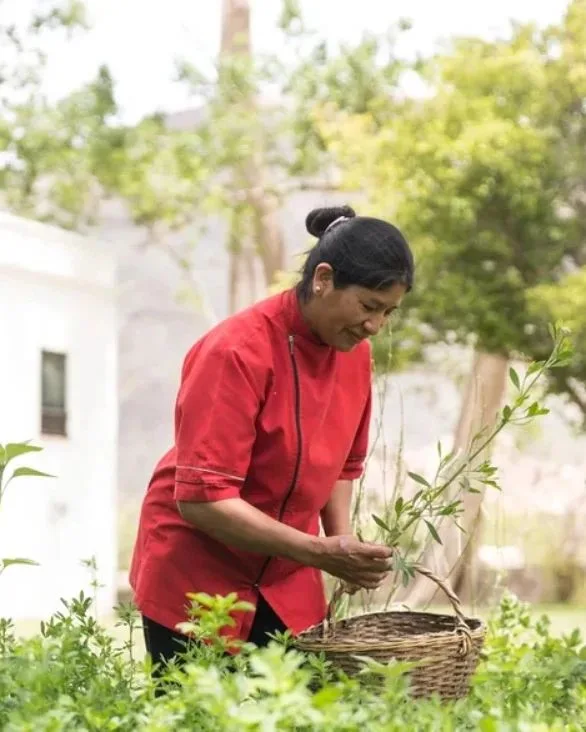 Una cocinera del hotel cosecha hierbas en la huerta del parque